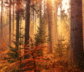 logo Autumn Deals